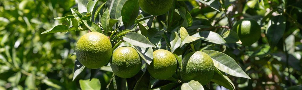 Bitter,Orange,(turunã§),That,Has,Not,Yet,Turned,Yellow.,Bitter