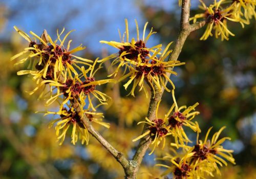 hamamelis-toverhazelaar